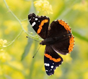 Red Admiral (open wing)