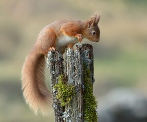 Red Squirrel.