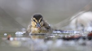 Duckling