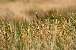 Pinnated Bittern