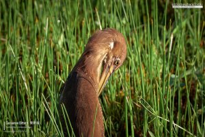 Cinnamon Bittern, Borneo