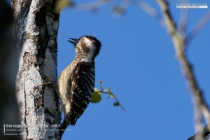 Grey-capped Pygmy Woodpecker, Borneo