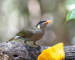 Lewin's Honeyeater