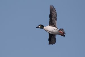 Male Goldeneye