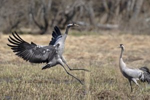 Crane Landing