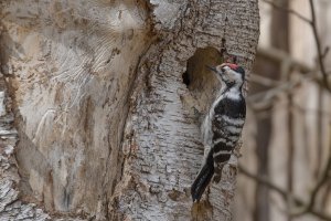 Lesser Spotted Woodpecker