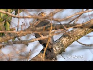 Sparrowhawk set (Accipiter nisus)