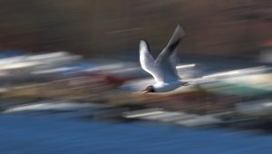 Black-headed gull