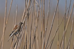 Eurasian Linnet (female)