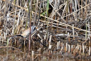 Bearded reedling (male)