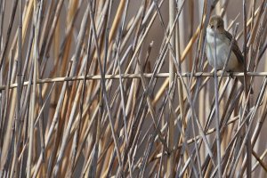 Common reed warbler