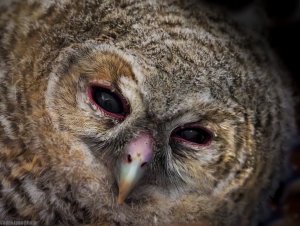 Tawny owl- juvenile specimen