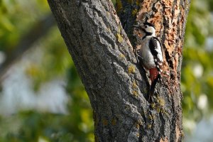 Syrian woodpecker