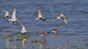 Dunlins