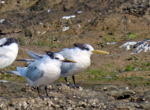 Sandwich Tern