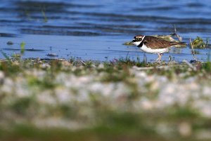 Little ringed plover