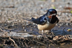 Barn swallow