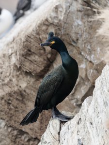 European shag