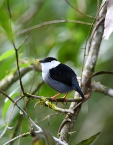 White-bearded Manakin