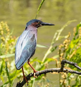 Green Heron