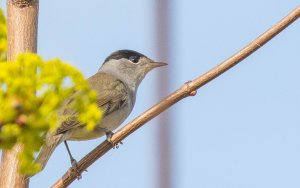 Eurasian Blackcap