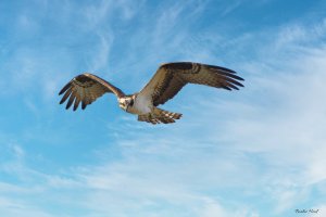 Osprey