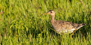 Upland Sandpiper