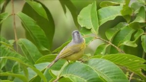 Himalayas-690 : Grey hooded Warbler -foraging and singing : Amazing Wildlife of India by Renu Tewari and Alok Tewari