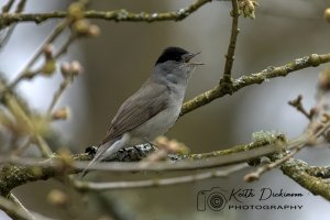 Blackcap singing