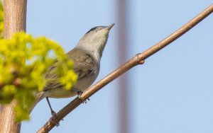 Eurasian Blackcap (male)