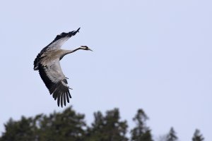 Common Crane over the woods