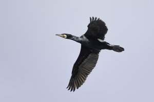 Common Cormorant