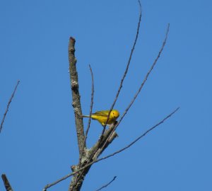 Yellow Warbler