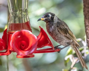 Bridled Honeyeater