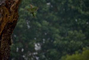 Vertical Flight Of Barbet