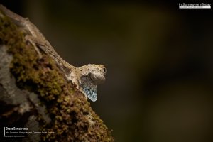 Common Gliding Lizard, Borneo