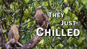 Two Crested Serpent-Eagles, Borneo