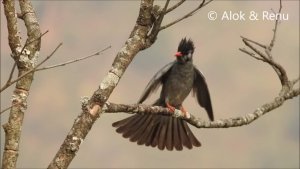 Himalayas-693 : Black Bulbul : display : Amazing Wildlife of India by Renu Tewari & Alok Tewari