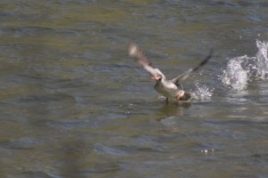 Common Merganser Take-off