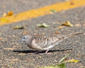 Peaceful Dove