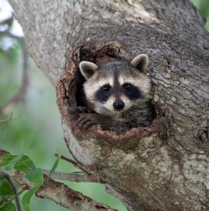 Raccoon Kit