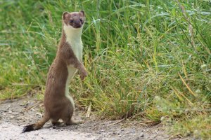 stoat