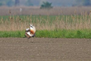 Great bustard