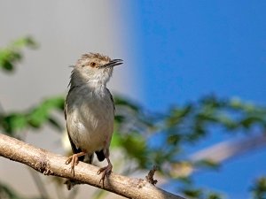 Graceful prinia