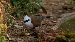 white-crested laughingthrush-1