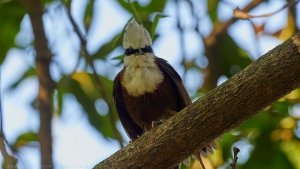 white-crested laughingthrush -3