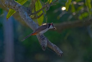 Bulbul But With a Catch