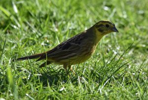 Yellowhammer2.jpg