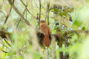 Rufous-necked Foliage-Gleaner