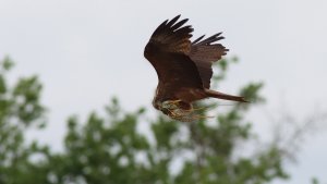 black kite